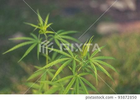 Green Marijuana tree cannabis plant narcotic herbal in greenhouse. Hemp leaf made cannabis crude oil at medicine farm. CBC, THC herb agriculture by Weed leaf Drug and medicine healthcare concept Green Marijuana tree cannabis plant narcotic herbal in greenhouse. Hemp leaf made cannabis crude oil at medicine farm. CBC, THC herb agriculture by Weed leaf Drug and medicine healthcare concept 93872850