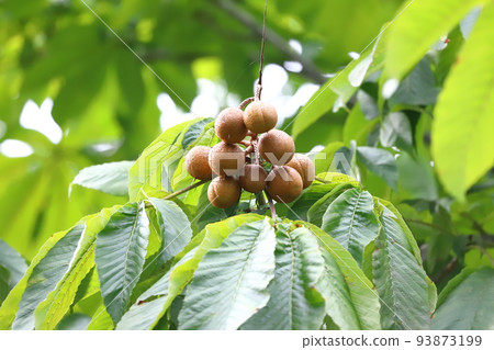 七葉樹果實 93873199