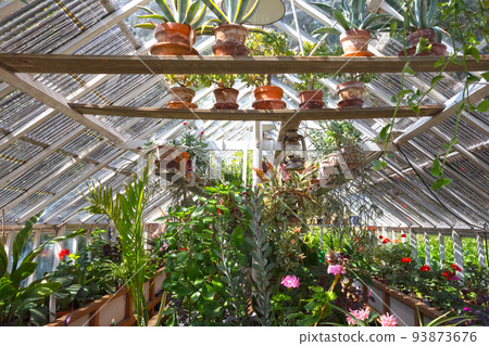 Old greenhouse filled with different species of plants Old greenhouse filled with different species of plants 93873676