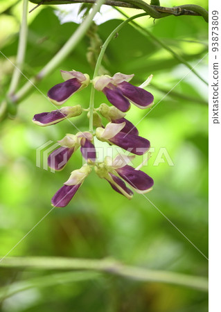 Mucuna bean flower 93873809