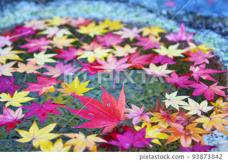 紅葉，金葉。楓葉飄在臉盆裡。 93873842