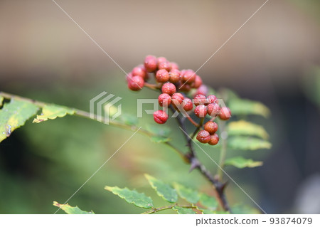 ripe Japanese pepper 93874079