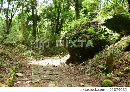 Hakone Town Hakone Old Highway (former Tokaido) Amagashizaka canopy stone and fresh greenery Hakone Town Hakone Old Highway (former Tokaido) Amagashizaka canopy stone and fresh greenery 93874083