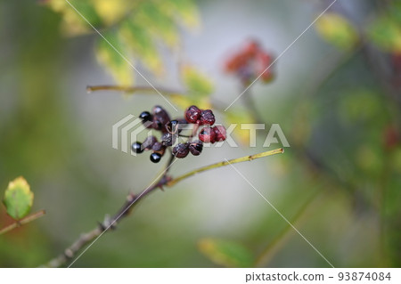 black seeds of Japanese pepper black seeds of Japanese pepper 93874084