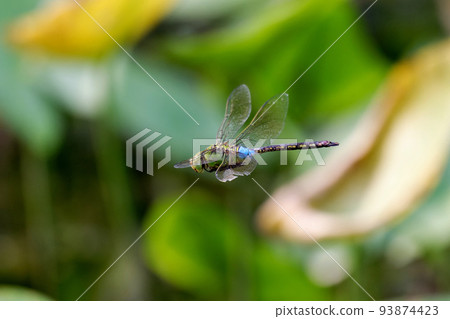 金揚馬的霰彈 93874423