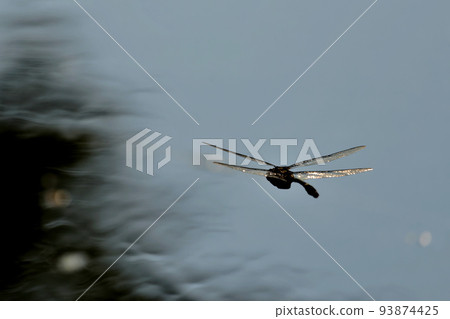 飛向太陽的早苗蜻蜓 93874425