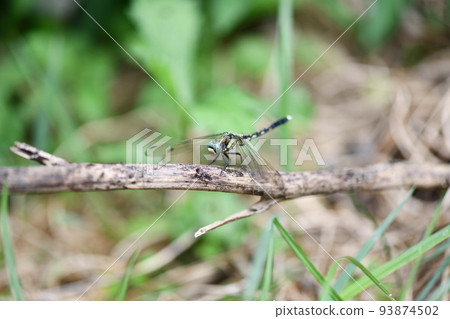 Shiokara蜻蜓（鹽漬蜻蜓）雌 93874502