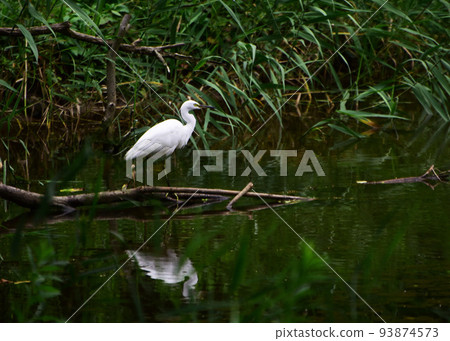 一隻水邊鳥 一隻水邊鳥 93874573