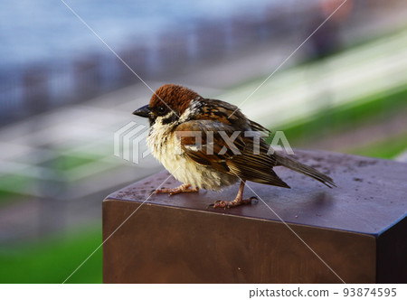 Sparrow child 93874595