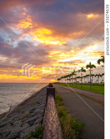 Palm tree road 93874639