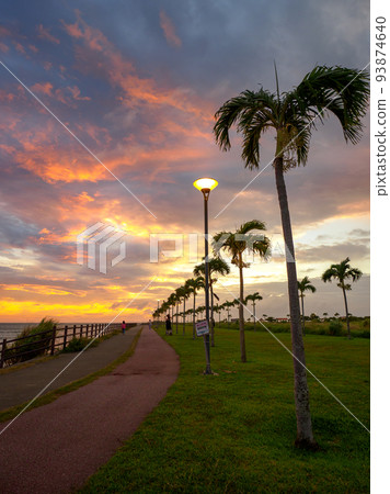 Palm tree road 93874640