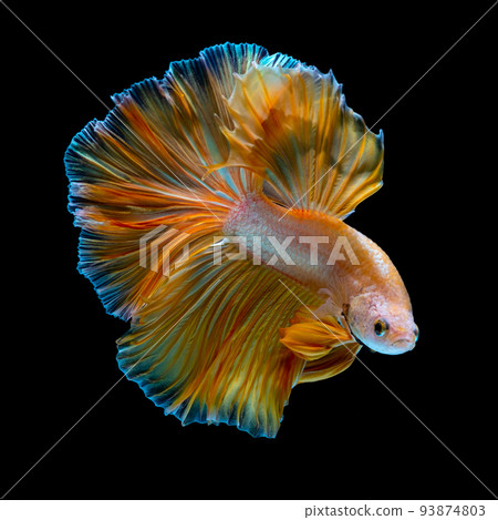 Betta fish red hellboy in the aquarium black blac Betta fish red hellboy in the aquarium black blac 93874803