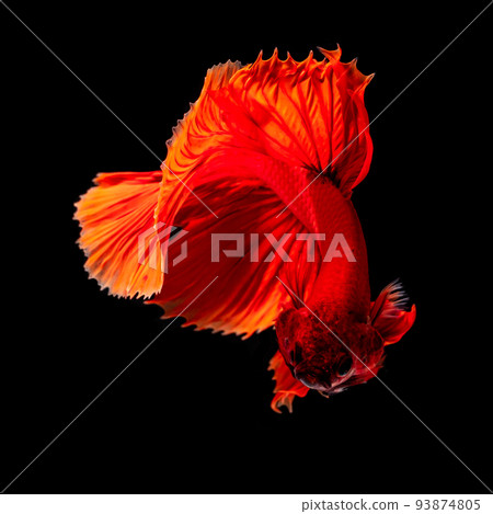 Betta fish red hellboy in the aquarium black blac Betta fish red hellboy in the aquarium black blac 93874805