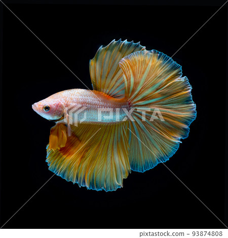 Betta fish  red hellboy in the aquarium black blac 93874808