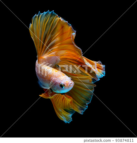 Betta fish red hellboy in the aquarium black blac Betta fish red hellboy in the aquarium black blac 93874811