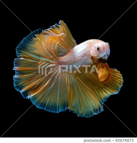 Betta fish red hellboy in the aquarium black blac Betta fish red hellboy in the aquarium black blac 93874873