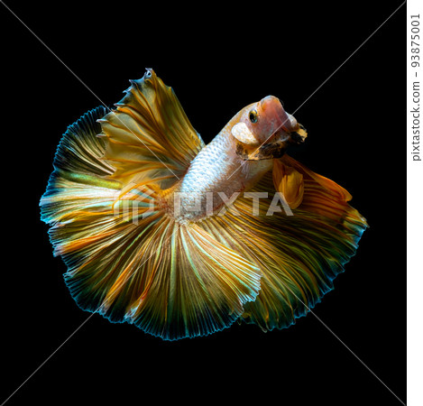 Betta fish red hellboy in the aquarium black blac Betta fish red hellboy in the aquarium black blac 93875001