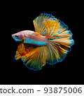 Betta fish  red hellboy in the aquarium black blac 93875006