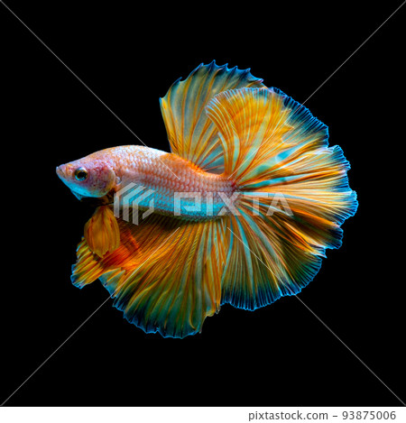 Betta fish red hellboy in the aquarium black blac Betta fish red hellboy in the aquarium black blac 93875006
