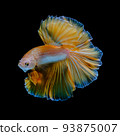 Betta fish  red hellboy in the aquarium black blac 93875007