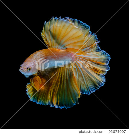 Betta fish red hellboy in the aquarium black blac Betta fish red hellboy in the aquarium black blac 93875007
