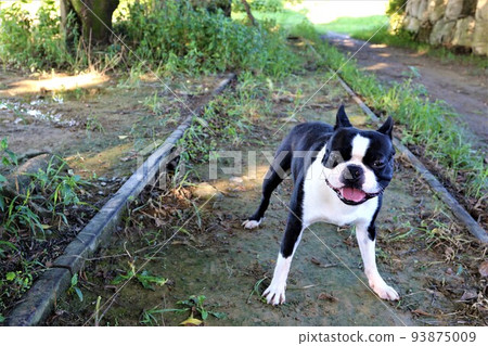 Mighty-kun, a cute Boston Terrier who looks happy as he walks along the discontinued Seibu Abina Line and enters the tracks♡ Mighty-kun, a cute Boston Terrier who looks happy as he walks along the discontinued Seibu Abina Line and enters the tracks♡ 93875009