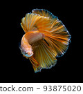 Betta fish  red hellboy in the aquarium black blac 93875020