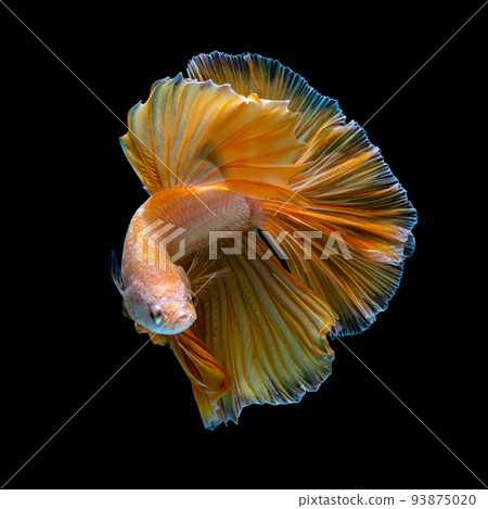 Betta fish red hellboy in the aquarium black blac Betta fish red hellboy in the aquarium black blac 93875020