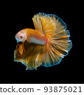Betta fish  red hellboy in the aquarium black blac 93875021