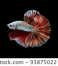 Betta fish  red hellboy in the aquarium black blac 93875022