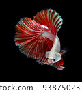 Betta fish  red hellboy in the aquarium black blac 93875023