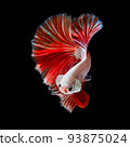Betta fish  red hellboy in the aquarium black blac 93875024