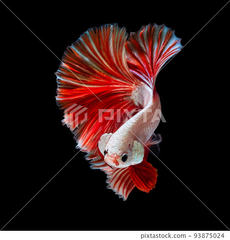 Betta fish red hellboy in the aquarium black blac Betta fish red hellboy in the aquarium black blac 93875024