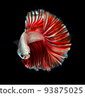 Betta fish  red hellboy in the aquarium black blac 93875025