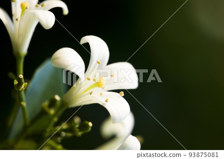 Murraya Paniculata flower, commonly called Orange Jasmine, There are five petals and a fragrant smell 93875081