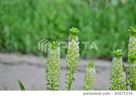 菠蘿百合 93875354