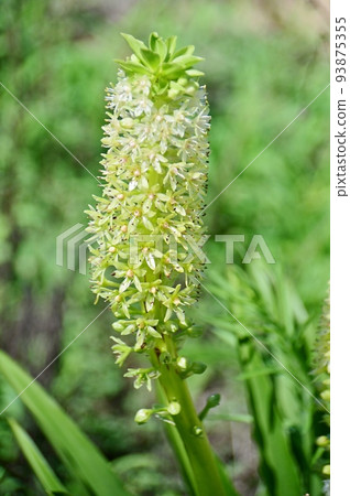 White-flowered pineapple lily White-flowered pineapple lily 93875355