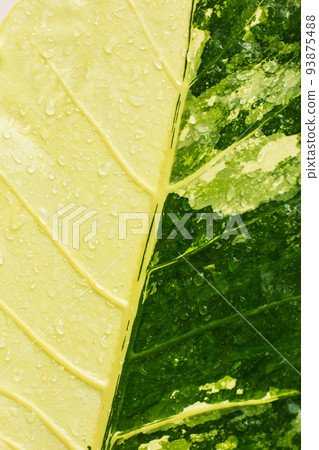 soft focus Green and white leaves, raindrops 93875488