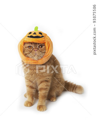 Scottish fold cat wearing pumpkin hat for Halloween celebration. Scottish fold cat wearing pumpkin hat for Halloween celebration. 93875586