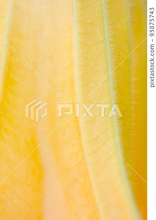 A texture image that emphasizes the natural beauty of a macro-enlarged close-up of light green Korean morning glory leaflets. A texture image that emphasizes the natural beauty of a macro-enlarged close-up of light green Korean morning glory leaflets. 93875743