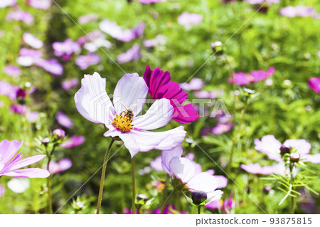 Close-up cosmos flowers with the bee in the outdoor garden. 93875815