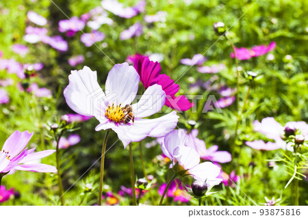 Close-up cosmos flowers with the bee in the outdoor garden. 93875816
