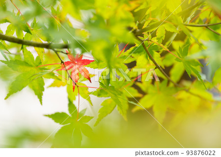 Only one colored leaf Only one colored leaf 93876022