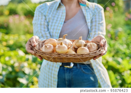 Harvest of onions in a basket in the hands of a woman 93876423