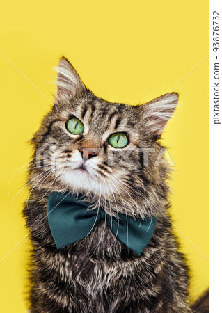 Funny cat in bow tie and glasses sitting on yellow background 93876732