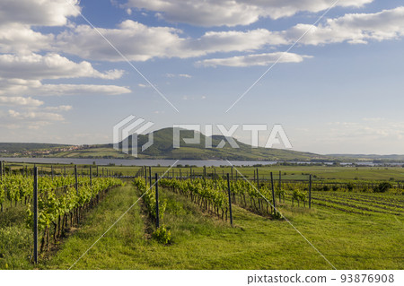 Spring vineyards under Palava near Sonberk, South Moravia, Czech Republic Spring vineyards under Palava near Sonberk, South Moravia, Czech Republic 93876908