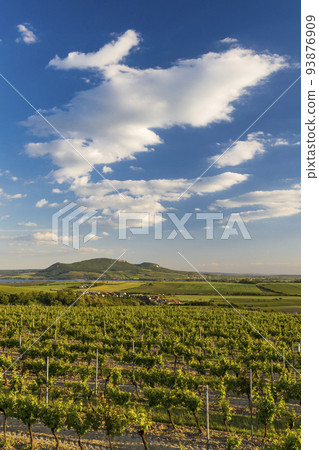 Spring vineyards under Palava near Sonberk, South Moravia, Czech Republic Spring vineyards under Palava near Sonberk, South Moravia, Czech Republic 93876909