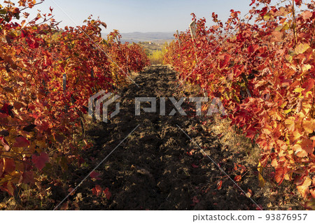 vineyard near the city Eger, northern Hungary 93876957