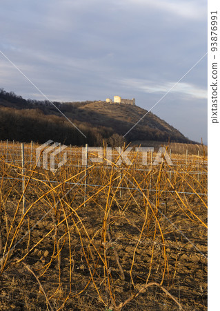 ruins of Devicky Castle with vineyards, Czech Republic ruins of Devicky Castle with vineyards, Czech Republic 93876991