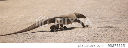 Monitor Lizard in the Road in Sri Lanka Monitor Lizard in the Road in Sri Lanka 93877315